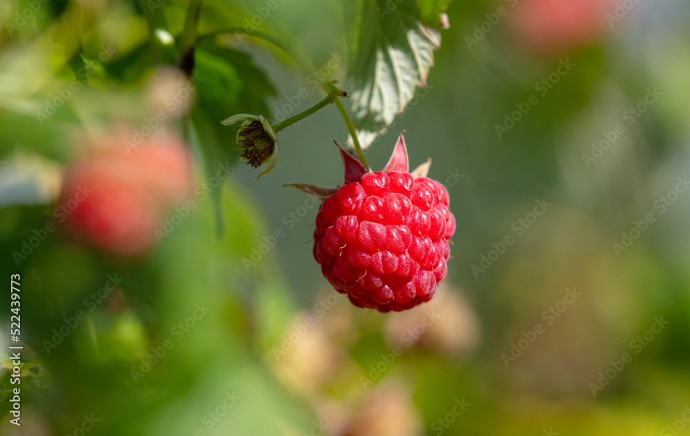 Ripe red raspberries in nature.