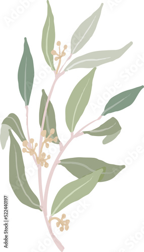 hand drawn organic style seeded eucalyptus leaves branch