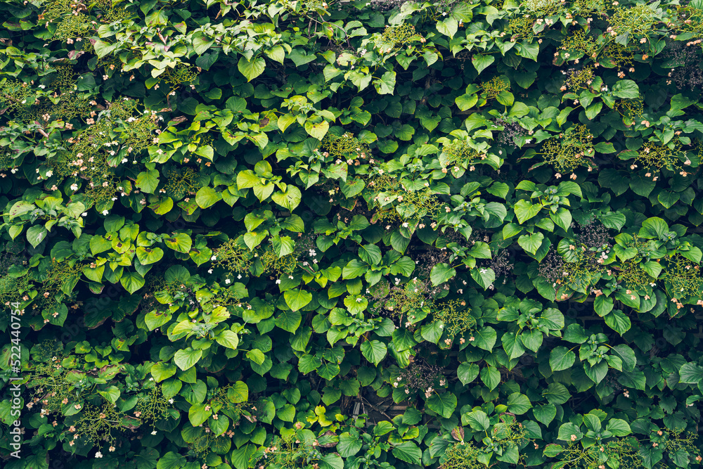 Fototapeta premium Ivy, covering walls of a house