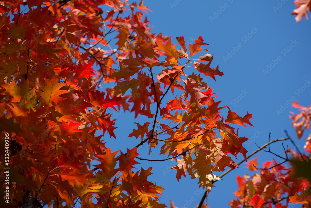 Autumn tree with big bright red leaves against blue sky Autumn tree with big bright red leaves against blue sky