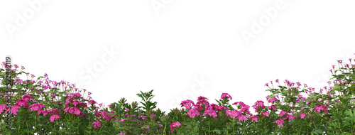 Flower garden and grass on a transparent background © jomphon