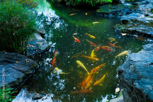 Japan koi fish swimming in a pond,Fancy Carp.