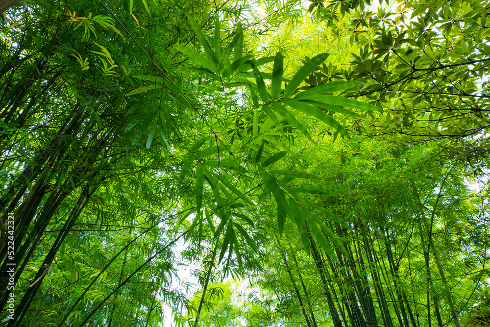 Green Bamboo branch in bamboo forest,chinese bamboo. Green Bamboo branch in bamboo forest,chinese bamboo.