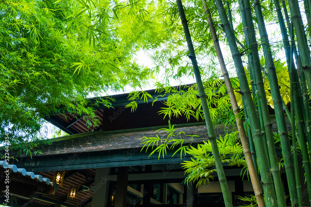 Green Bamboo branch in bamboo forest,chinese bamboo. Green Bamboo branch in bamboo forest,chinese bamboo.