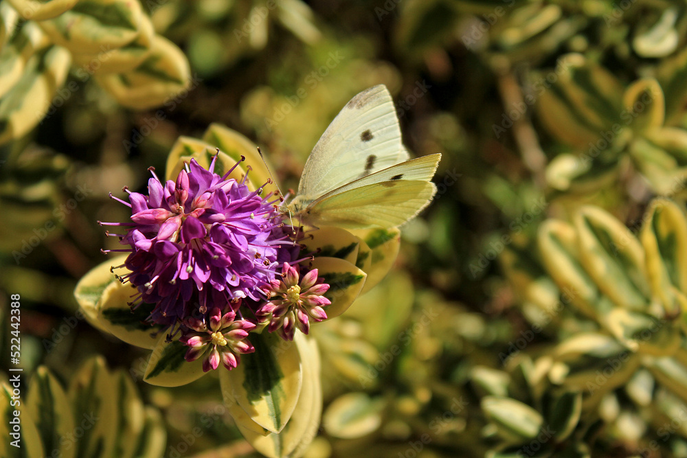 Naklejka premium California