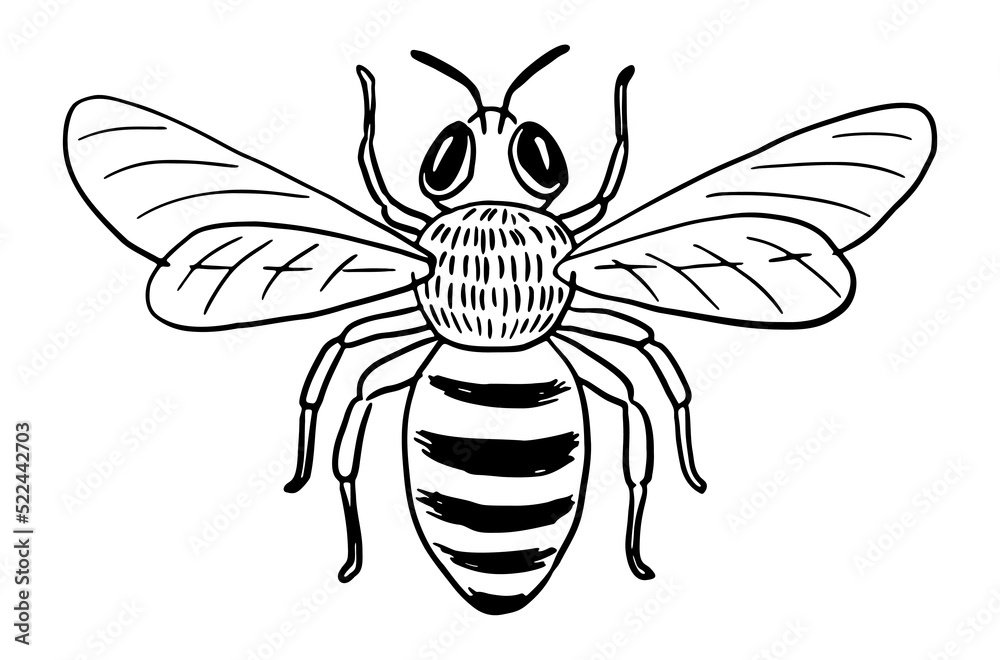 Hand-drawn honey bee with spread wings Hand-drawn honey bee with spread wings