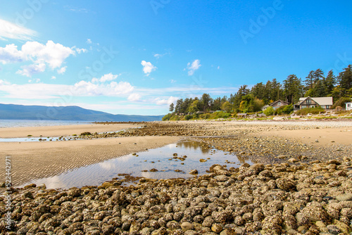 Powell River, BC. The view on the long sandy beach with stones. Houses and trees in the background. 