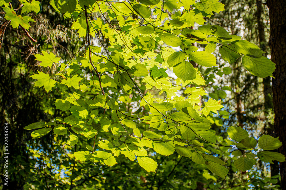 background, green leaves in forest and the Sun