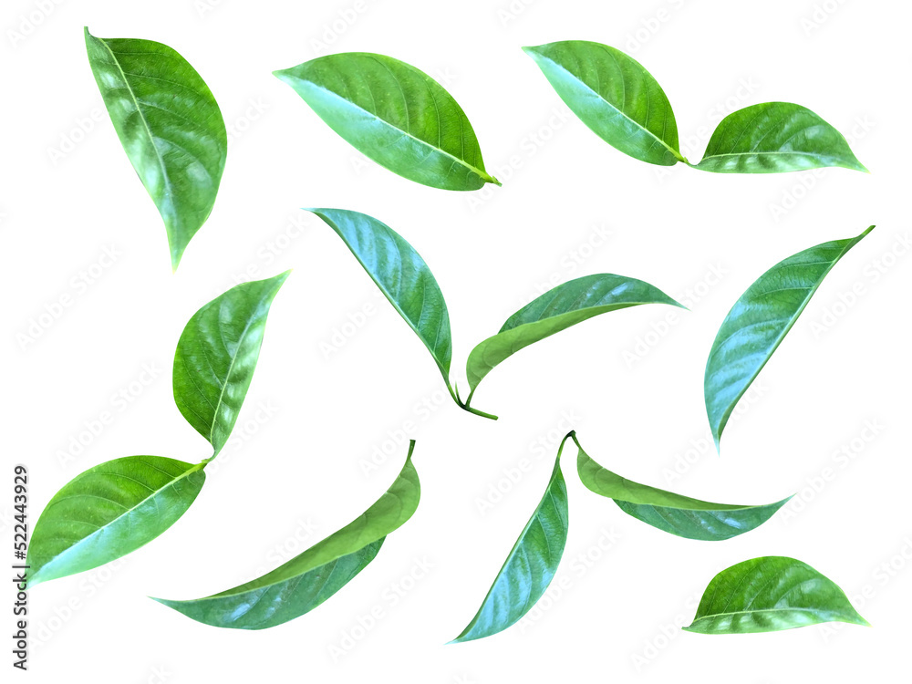 Green leaves isolated on white background Green leaves isolated on white background