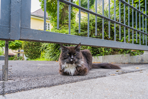 Katze unterm Gartenzaun rastet an eigener Reviergrenze photo