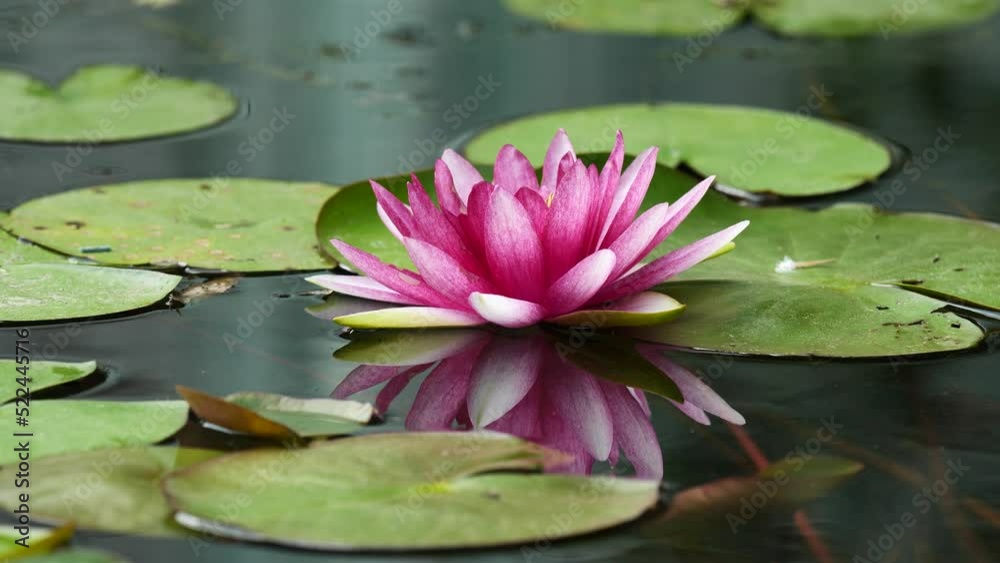 Beautiful pink waterlily in peaceful pond with nice reflection, 4k slow motion footage loop able effect. Beautiful pink waterlily in peaceful pond with nice reflection, 4k slow motion footage loop able effect.