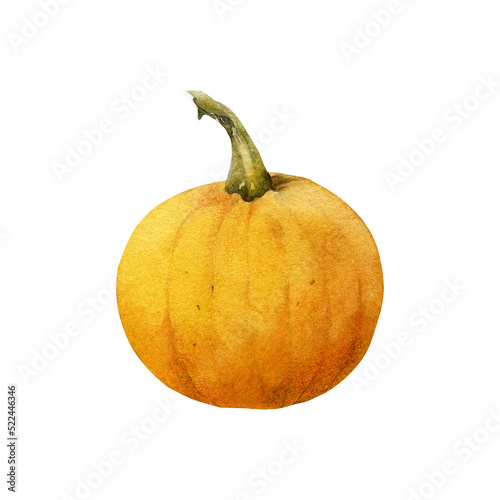 Watercolor small baby pam orange pumpkin illustration isolated on white background. Hand-drawn autumn circular gourd vegetable for recipes, cards, decoration