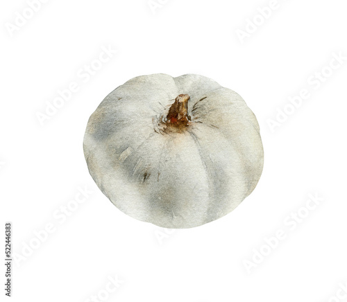 Watercolor small white grey pumpkin illustration isolated on white background. Hand-drawn autumn vegetable for recipes, cards, decoration photo