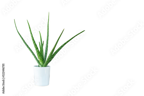 Aloe vera plant in a white pot on a white background.