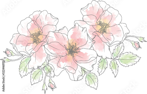 Fototapeta Naklejka Na Ścianę i Meble -  loose watercolor doodle line art rose flower bouquet elements