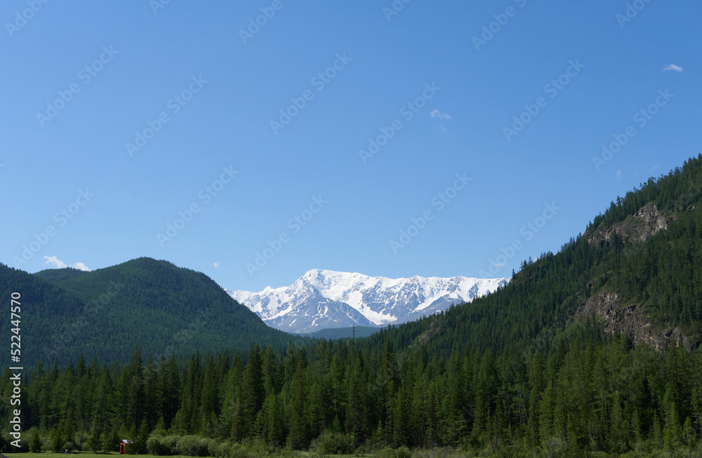 Coniferous forest close-up on the background of snow-covered mountains. Beautiful photo wallpaper.