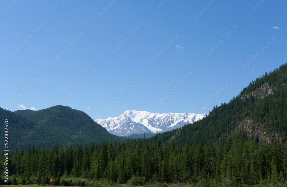 Coniferous forest close-up on the background of snow-covered mountains. Beautiful photo wallpaper. Coniferous forest close-up on the background of snow-covered mountains. Beautiful photo wallpaper.