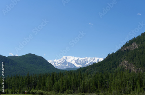 Coniferous forest close-up on the background of snow-covered mountains. Beautiful photo wallpaper.