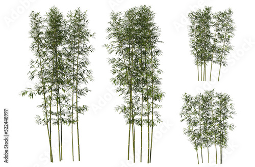 Bamboo tree on transparent background © jomphon