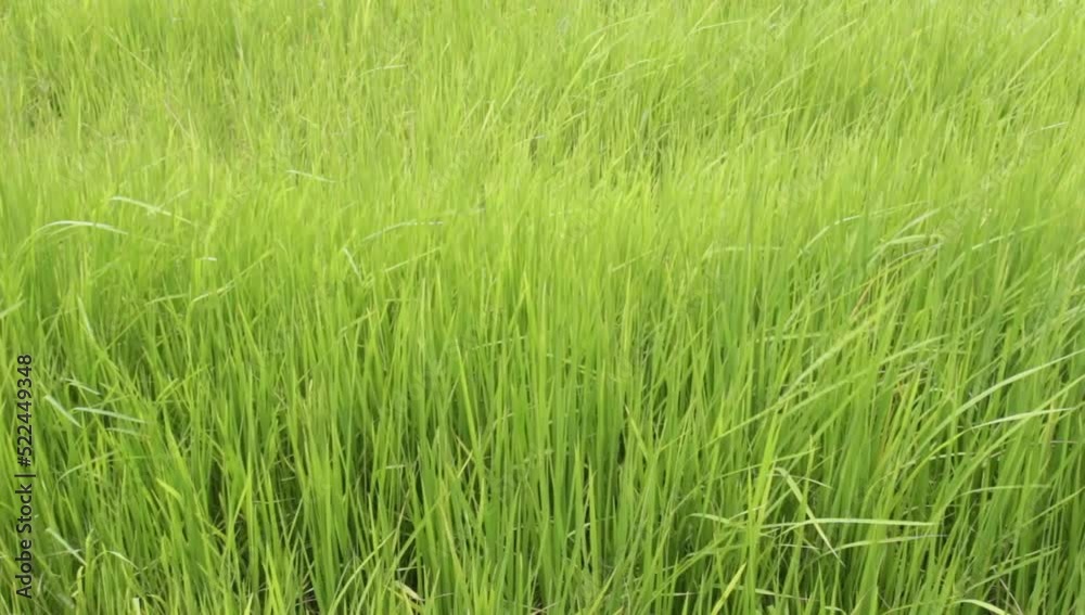 Meadow of long green grass being blown back and forth in the wind Meadow of long green grass being blown back and forth in the wind