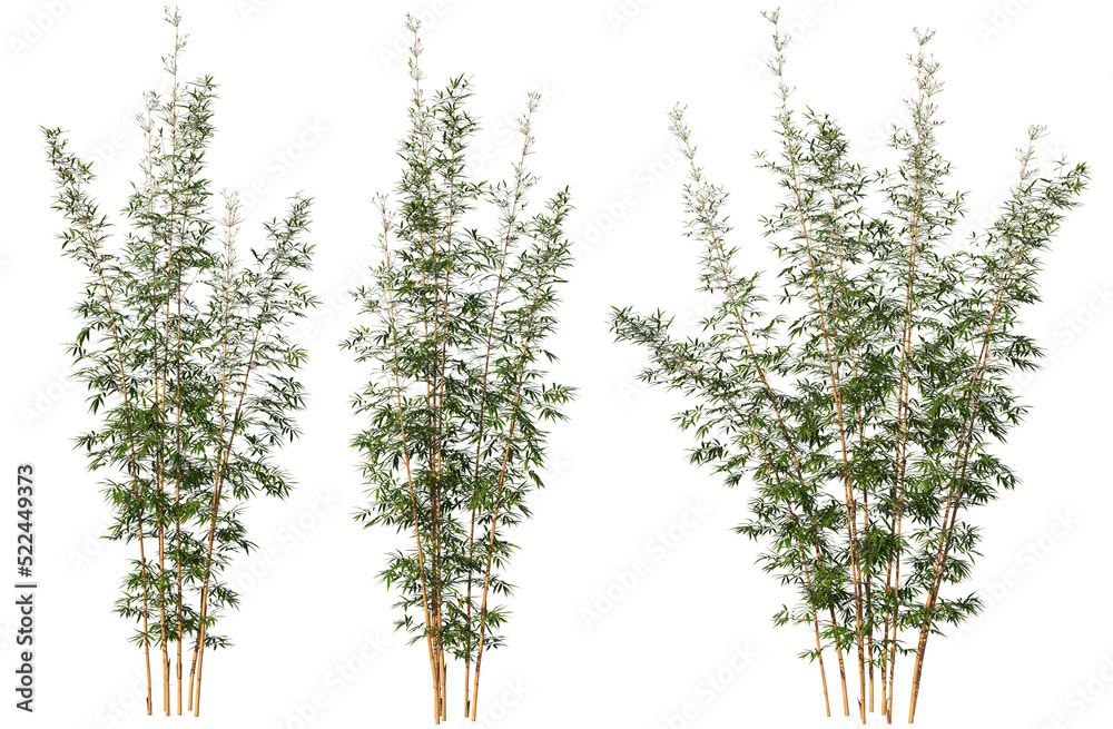 Fototapeta premium Bamboo tree on transparent background