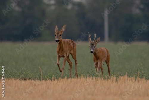 Roe deer Capreolus capreolus  in their natural habitat