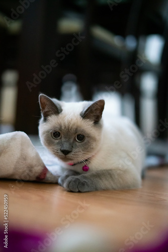 british shorthair cat sitting on floor