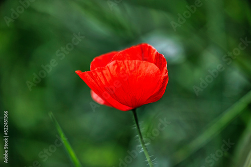 Poppy with dark green natural background