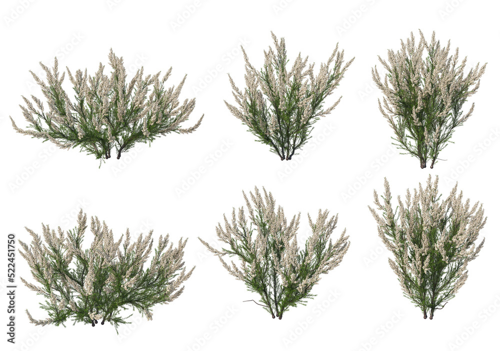 Flowers on a transparent background Flowers on a transparent background