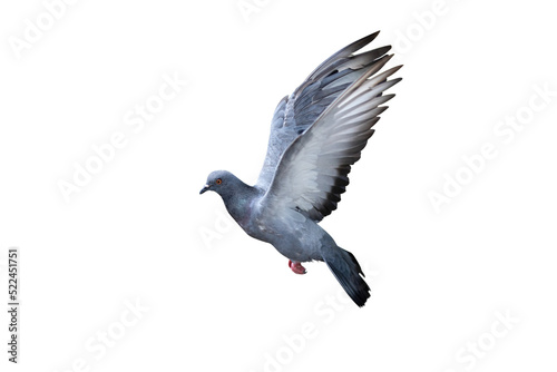 Movement Scene of Rock Pigeon Flying in The Air, Transparent background PNG file.
