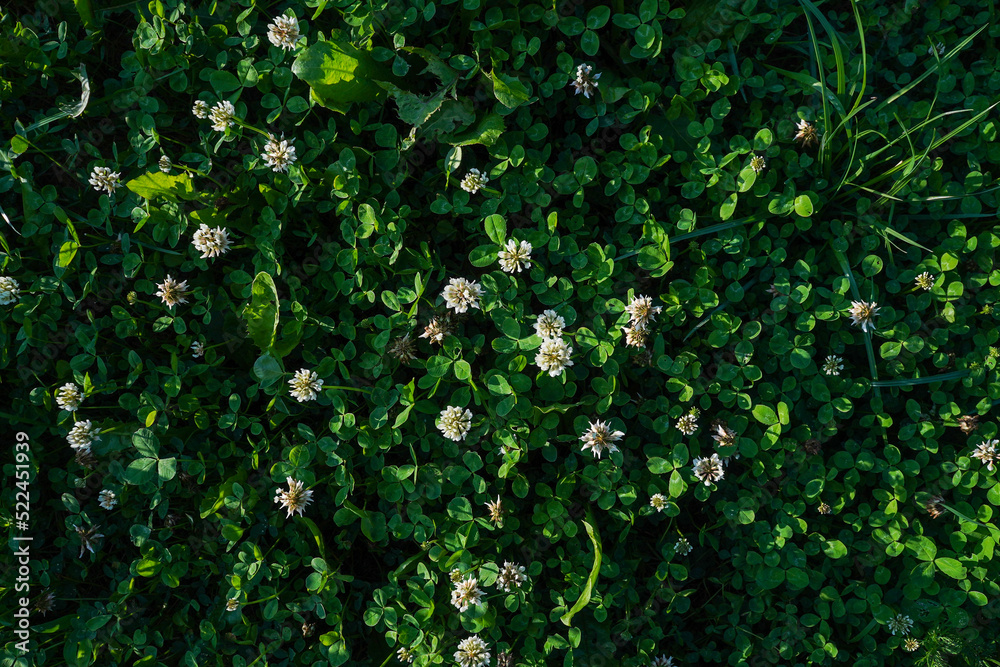 White clover meadow top view with green leaves natural background, summer concept White clover meadow top view with green leaves natural background, summer concept
