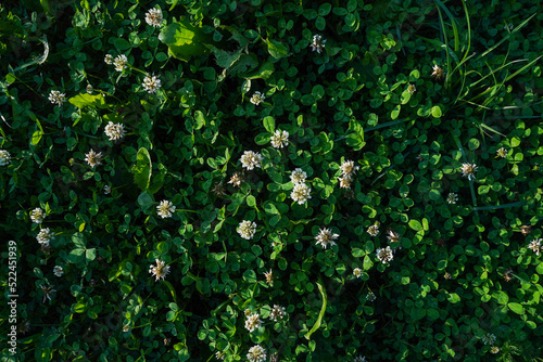 Wallpaper Mural White clover meadow top view with green leaves natural background, summer concept Torontodigital.ca