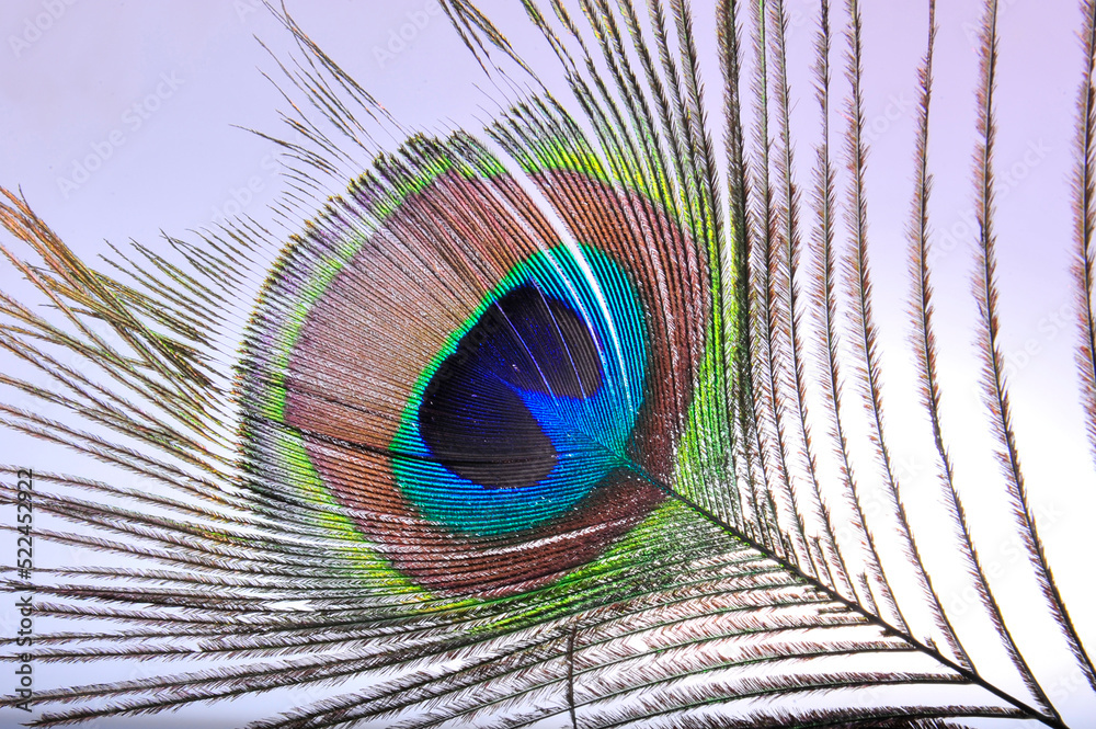 Obraz premium Peacock feathers on a white background