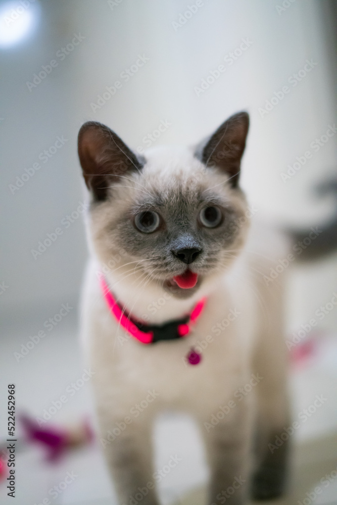 british shorthair cat with pink collar