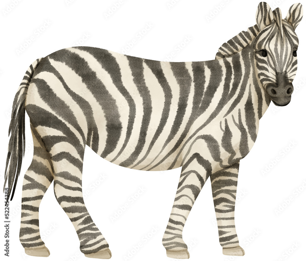 Fototapeta premium Zebra wildlife animals watercolor illustration