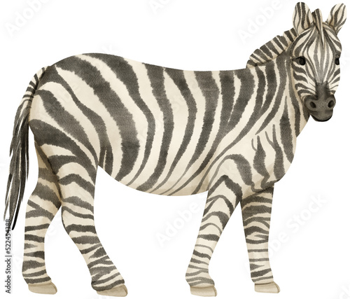 Zebra wildlife animals watercolor illustration