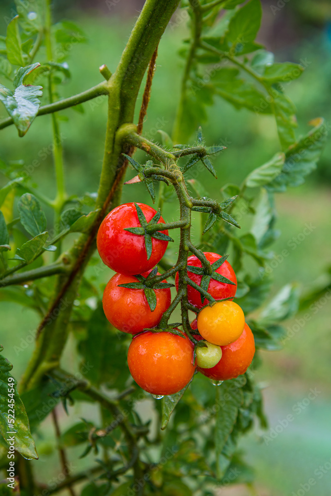 Bunch of ripe natural cherry red tomatoes in water drops growing in a greenhouse ready to pick. Organic vegetable garden