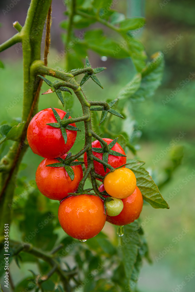Fresh bunch of red natural tomatoes on a branch in organic vegetable garden, summer time