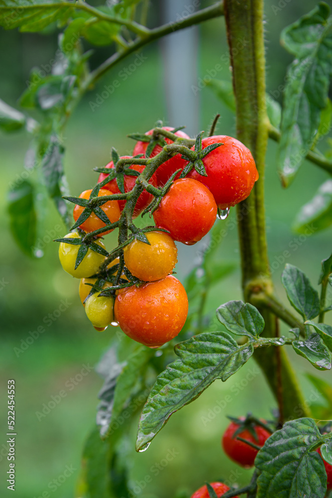 Bunch of ripe natural cherry red tomatoes in water drops growing in a greenhouse ready to pick. Organic vegetable garden