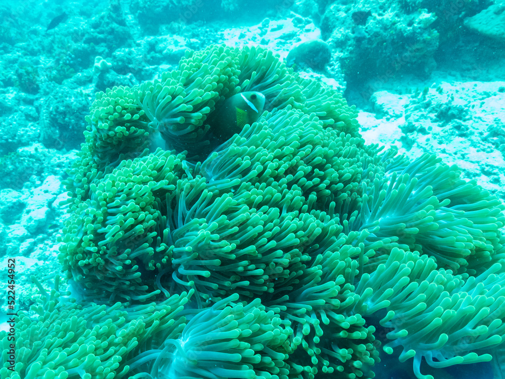 Obraz premium Clownfish in the sea anemone in the depths of the Indian ocean, Maldive islands.