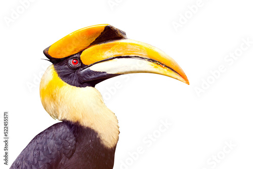 close up hornbill isolated