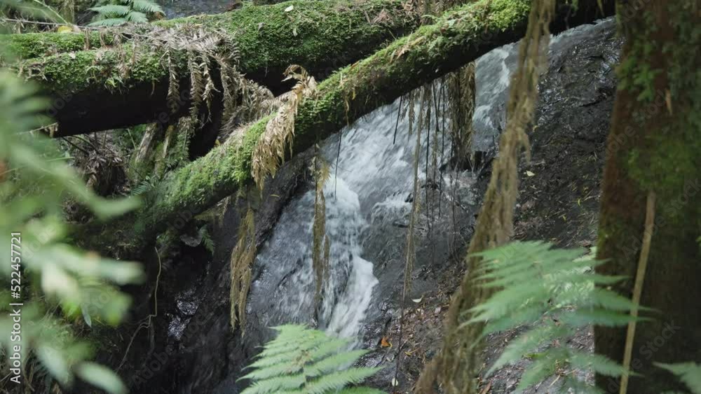 Static shot of a small waterfall inside a rainforest in Victoria Australia Static shot of a small waterfall inside a rainforest in Victoria Australia