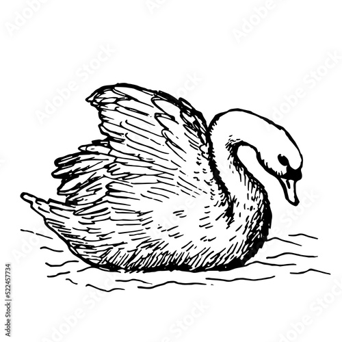 swan vector illustration on white background