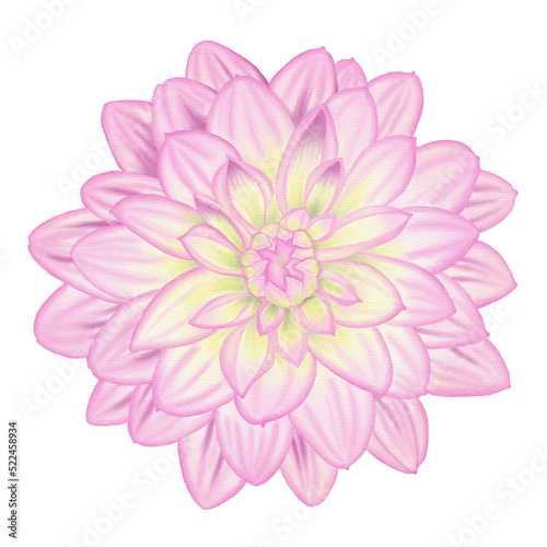Pink flowers watercolor dahlia illustration.