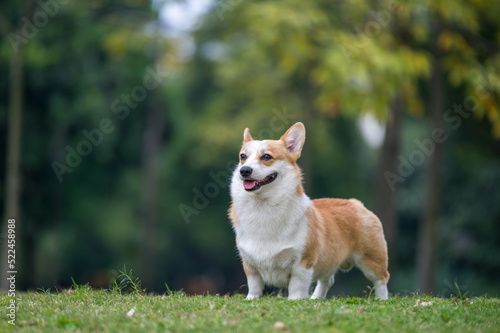 The corgi on the grass in the park