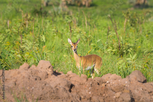 An Oribi in Murchison Falls National Park photo