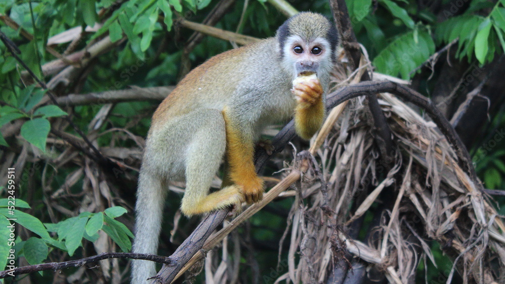 Fototapeta premium Little monkey in brasil