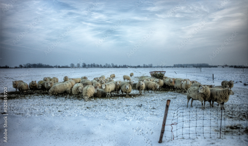 Sheep standing close together in the snowy winter field in a cold winter with a feeding trough and with fence in the foreground in the Netherlands Sheep standing close together in the snowy winter field in a cold winter with a feeding trough and with fence in the foreground in the Netherlands