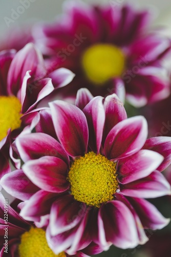 closeup portrait of a flower 