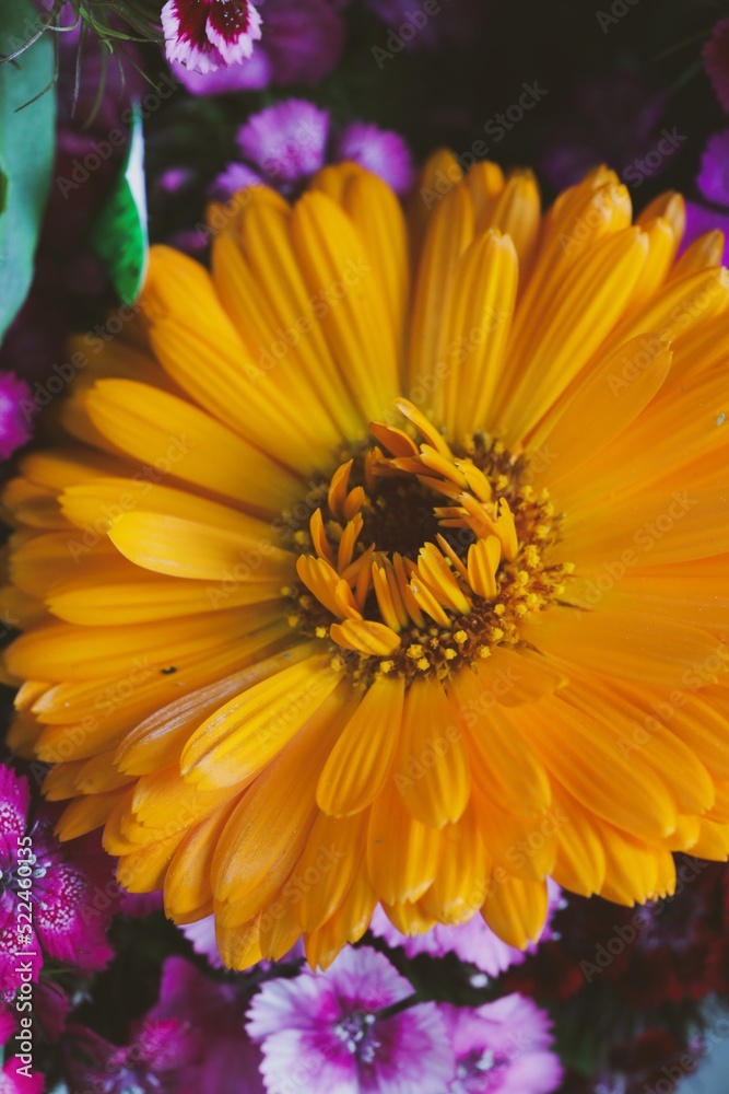 Obraz premium closeup portrait of a flower 